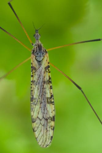 Limnophila schranki